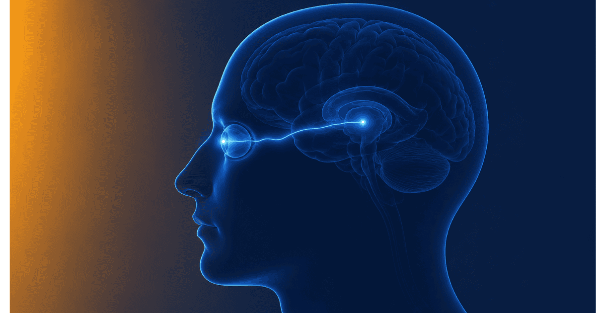 Circadian rhythm optimisation — light pathway from eye to master clock