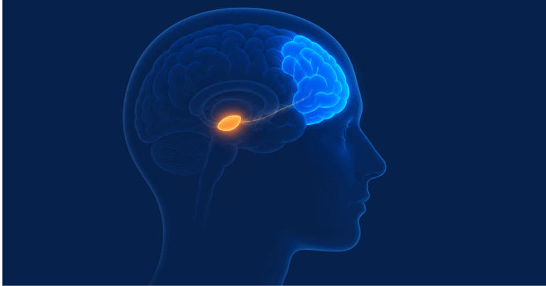 Brain diagram showing amygdala and prefrontal cortex, illustrating the neuroscience of procrastination