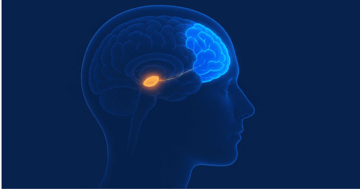 Brain diagram showing amygdala and prefrontal cortex, illustrating the neuroscience of procrastination